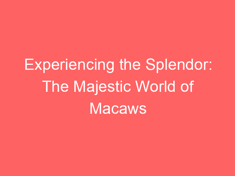 Experiencing the Splendor: The Majestic World of Macaws