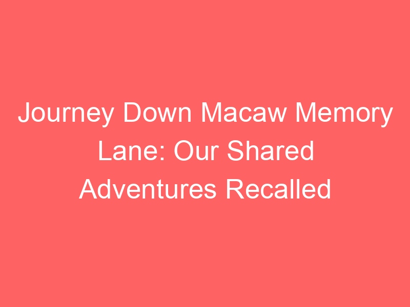 Journey Down Macaw Memory Lane: Our Shared Adventures Recalled