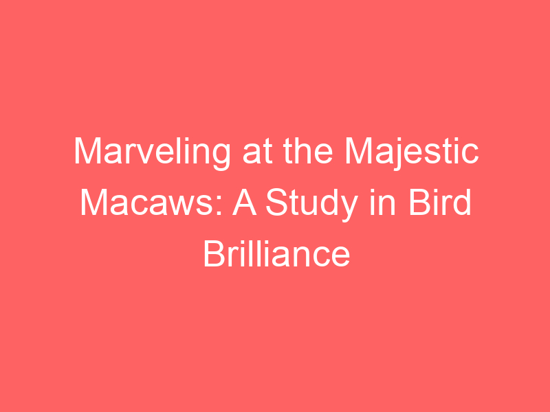 Marveling at the Majestic Macaws: A Study in Bird Brilliance